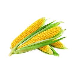Jagung